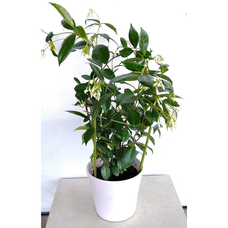 スタージャスミン ジャスミン スターフレグランス 5号 Jasmine Starfragrance 緑の風yamashoku ヤフー店 通販 Yahoo ショッピング