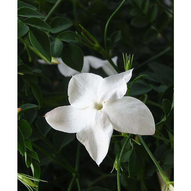 ジャスミン ホワイトプリンセス ３ ３ ５号 Jasmine Wp3 緑の風yamashoku ヤフー店 通販 Yahoo ショッピング