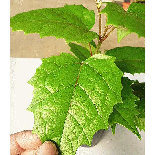 カンガルーアイビー ３号 Kangalooivy Size3 緑の風yamashoku ヤフー店 通販 Yahoo ショッピング