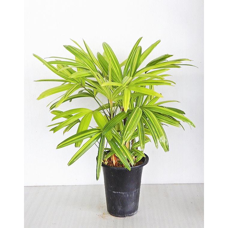 全商品オープニング価格特別価格 観音竹 綾錦 6号 人気