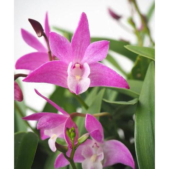 キンギアナム さくらひらひら 4 5号 Kinngianamu Skurahi 緑の風yamashoku ヤフー店 通販 Yahoo ショッピング