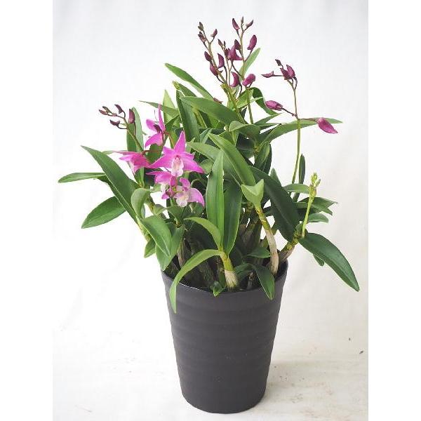 キンギアナム さくらひらひら 4 5号 Kinngianamu Skurahi 緑の風yamashoku ヤフー店 通販 Yahoo ショッピング