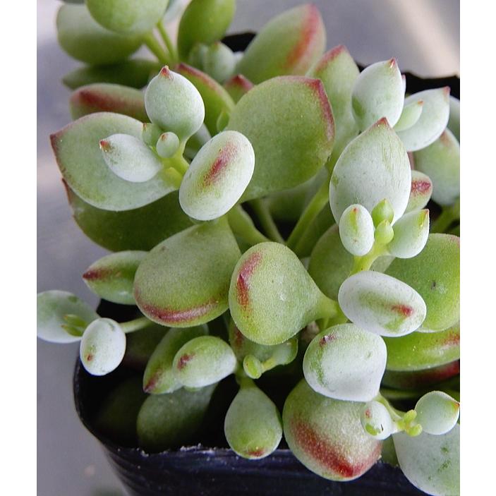 多肉植物 コチレドン ペンデンス 3号 Kochiredonn Penndennsu 緑の風yamashoku ヤフー店 通販 Yahoo ショッピング