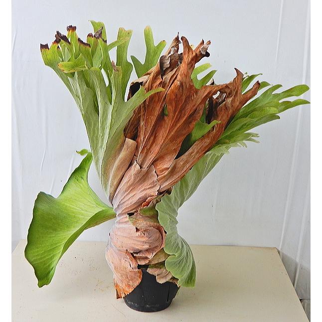 コウモリラン ビカクシダ グランデ 7号 現品販売 同梱不可 Koumorirann Gelande5 緑の風yamashoku ヤフー店 通販 Yahoo ショッピング