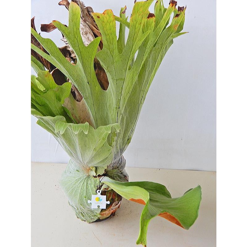 コウモリラン ビカクシダ グランデ 7号 現品販売 同梱不可 Koumorirann Gelande5 緑の風yamashoku ヤフー店 通販 Yahoo ショッピング