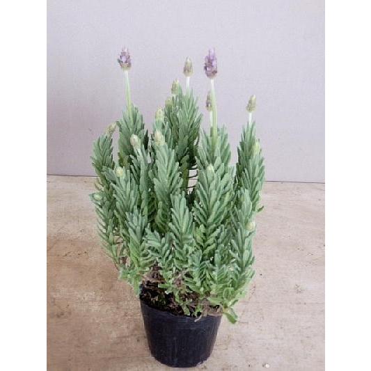 ラベンダー デンタータ ３号 Lavender Dennta Ta3 緑の風yamashoku ヤフー店 通販 Yahoo ショッピング