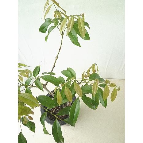 ライチ レイシ 果樹 ７号 Litchi 緑の風yamashoku ヤフー店 通販 Yahoo ショッピング