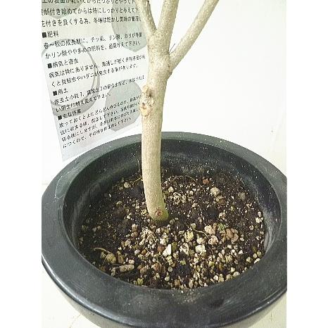 ライチ レイシ 果樹 ７号 Litchi 緑の風yamashoku ヤフー店 通販 Yahoo ショッピング