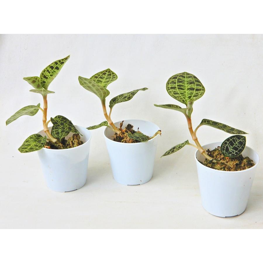 マコデス ペトラ ジュエルオーキッド ２号 Makodesu Petpra 緑の風yamashoku ヤフー店 通販 Yahoo ショッピング