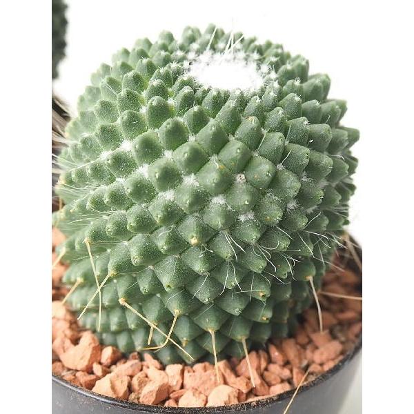 サボテン マミラリア ピコ ３号 Mamiraria Pico 緑の風yamashoku ヤフー店 通販 Yahoo ショッピング