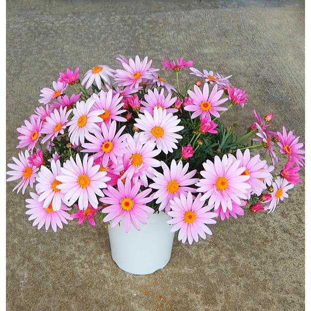 マーガレット ピンク系花 ４号 Marguerite Pink 緑の風yamashoku ヤフー店 通販 Yahoo ショッピング