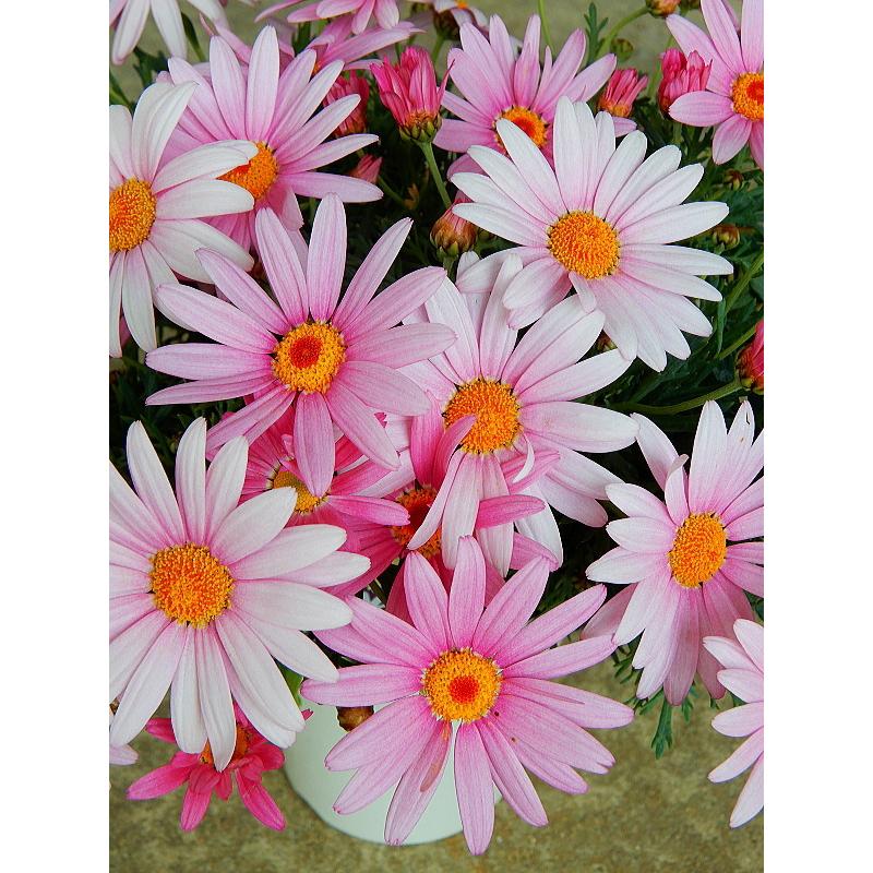 マーガレット ピンク系花 4号 Marguerite Pink 緑の風yamashoku ヤフー店 通販 Yahoo ショッピング