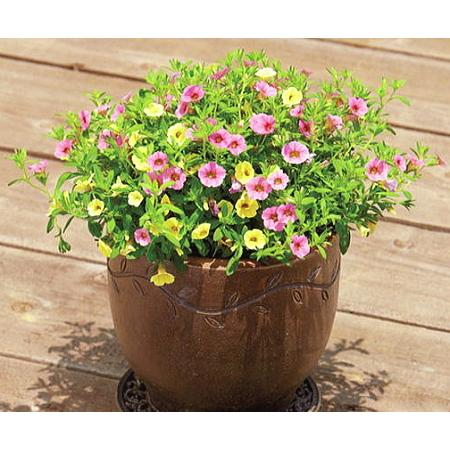 すぐ楽ミリオンベル ストロベリー バナナ 花付き2色植え 3 5号 サントリーフラワーズ Mb Strawberry Banana 緑の風yamashoku ヤフー店 通販 Yahoo ショッピング