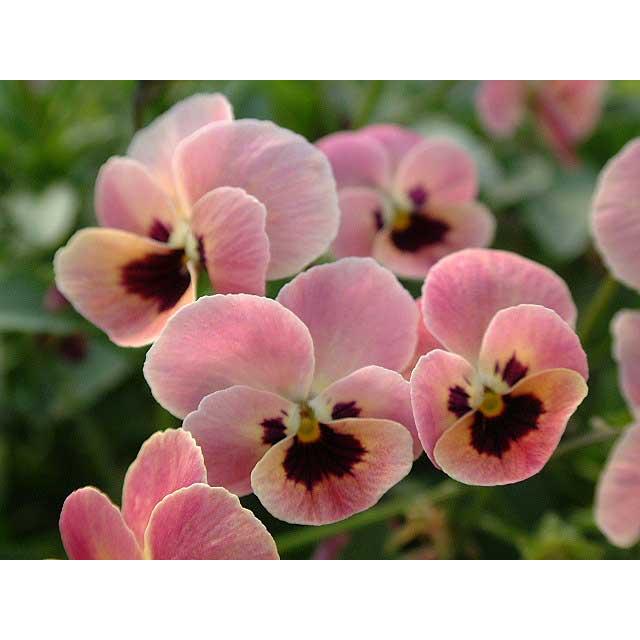 秋冬予約品ｃ 見元園芸オリジナルビオラ ピンクコアラ 3号 みもと ミモト Mimoto お届けは11月19日以降です Mimoto Pinkkoala 緑の風yamashoku ヤフー店 通販 Yahoo ショッピング