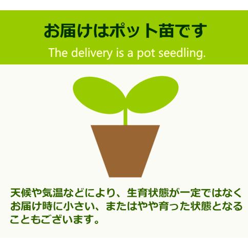 秋冬予約品ｃ 見元園芸オリジナルビオラ シェリルの片思い 3号 みもと ミモト Mimoto お届けは11月19日以降です Mimoto Sixeriruno 緑の風yamashoku ヤフー店 通販 Yahoo ショッピング
