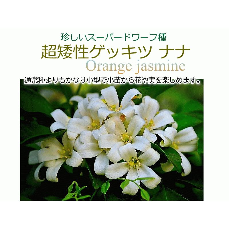 超矮性ゲッキツ ナナ 矮性シルクジャスミン 3号 タキイ種苗 Mini Orangejasmine Size3 緑の風yamashoku ヤフー店 通販 Yahoo ショッピング