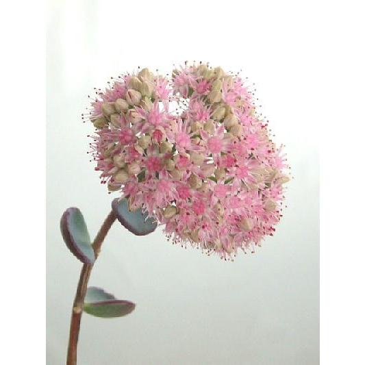 驚きの値段で ミセバヤ 越中ミセバヤ セダム ２ ５号 多肉植物