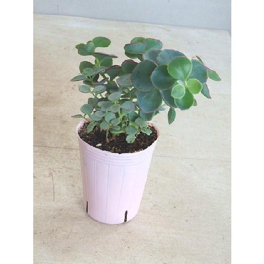 驚きの値段で ミセバヤ 越中ミセバヤ セダム ２ ５号 多肉植物