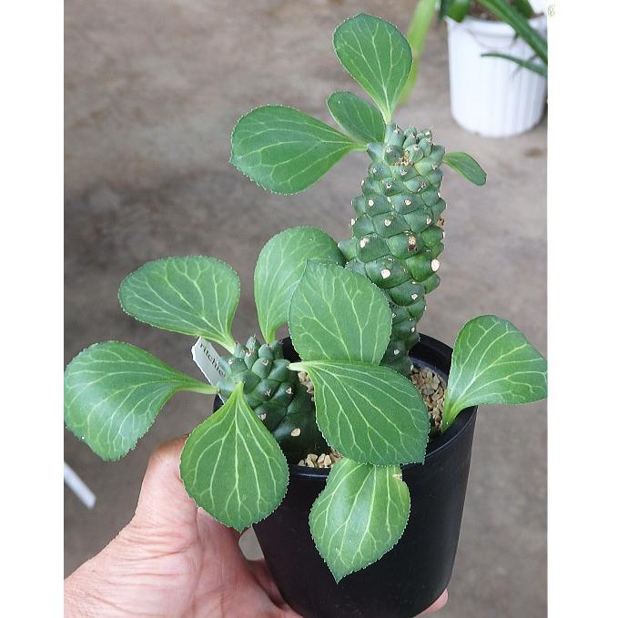ユーフォルビア(モナデニウム・リチェイ）リッチエリ（3.5号）Euphorbia ritchiei /多肉植物 :monadeniumu