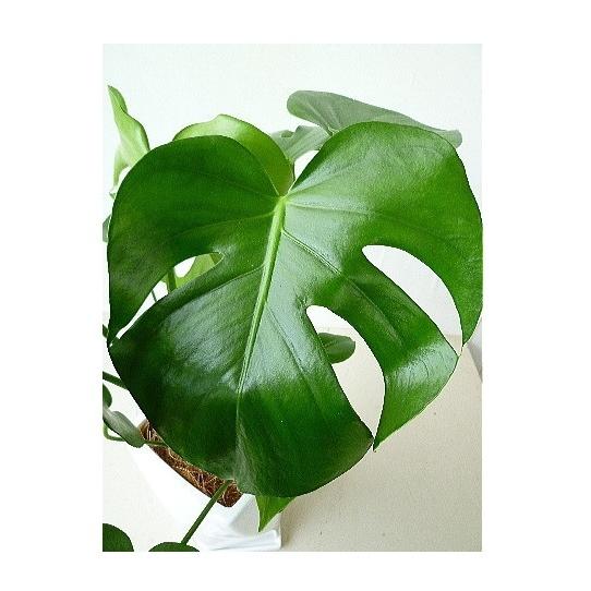 2100円 高級品 モンステラ 7号 角鉢 観葉植物