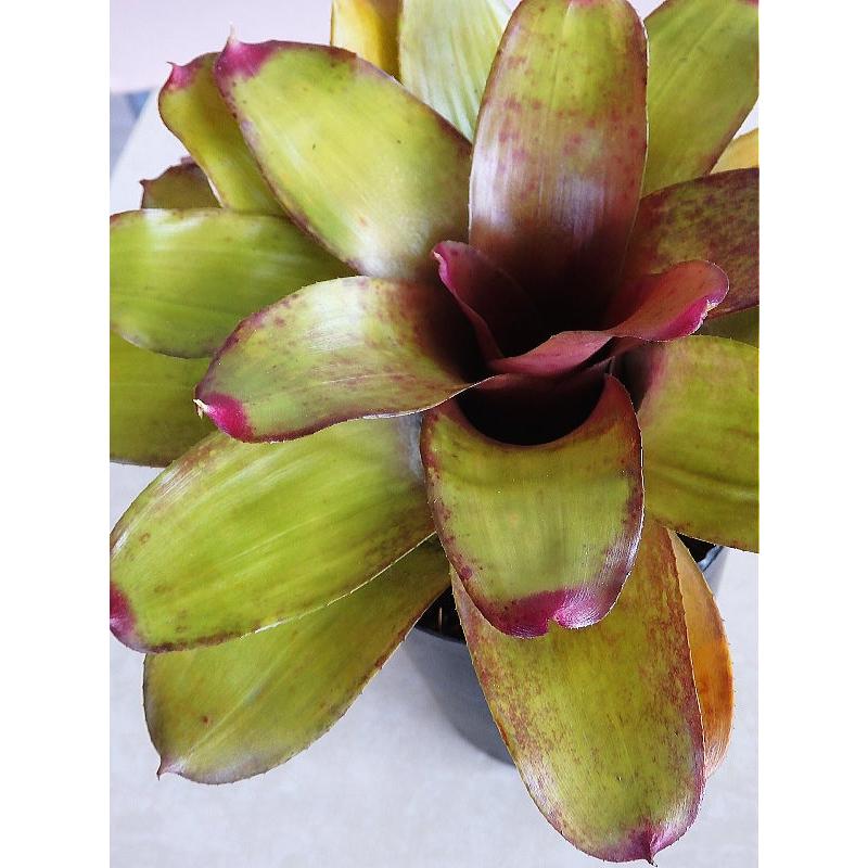 ネオレゲリア 品種不明 タイプｂ 3 5号 Neoregeria B 緑の風yamashoku ヤフー店 通販 Yahoo ショッピング