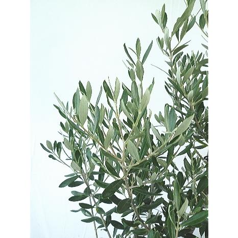 オリーブ シプレシーノ ７号 現品販売 同梱不可 Olive Cipressino 7 緑の風yamashoku ヤフー店 通販 Yahoo ショッピング