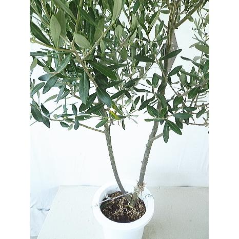 オリーブ シプレシーノ ７号 現品販売 同梱不可 Olive Cipressino 7 緑の風yamashoku ヤフー店 通販 Yahoo ショッピング