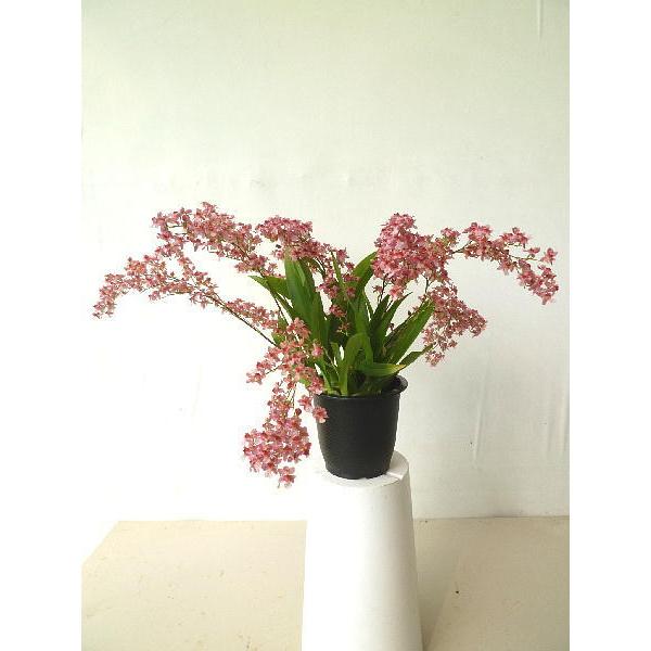 オンシジューム トゥインクル ピンク系 レッドファンタジー ３ ５号 Onnsijixyu Mu Redfantasy 緑の風yamashoku ヤフー店 通販 Yahoo ショッピング