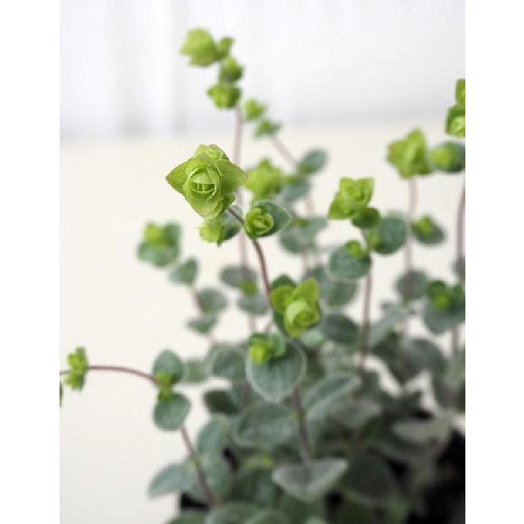 オレガノ ディクタムナス ３号 Oregano Dexikutamunasu 緑の風yamashoku ヤフー店 通販 Yahoo ショッピング