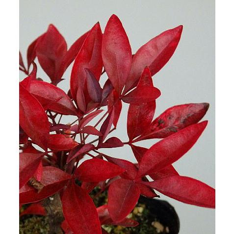 オタフクナンテン おたふく南天 七福南天 苗木 庭木 3号 Otafukunanntenn 2 緑の風yamashoku ヤフー店 通販 Yahoo ショッピング