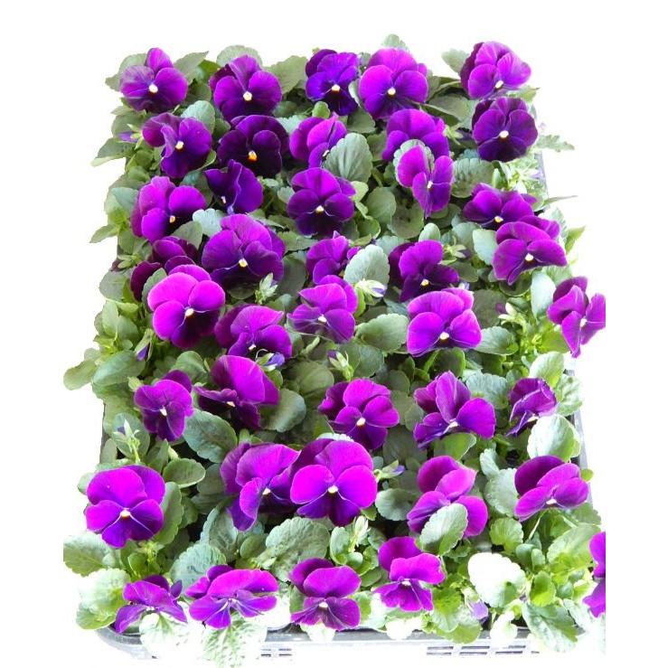 パンジー 単色 40ポットセット 3号 特選花苗 セット販売 まとめ買い Pansy Tanshoku 40 緑の風yamashoku ヤフー店 通販 Yahoo ショッピング