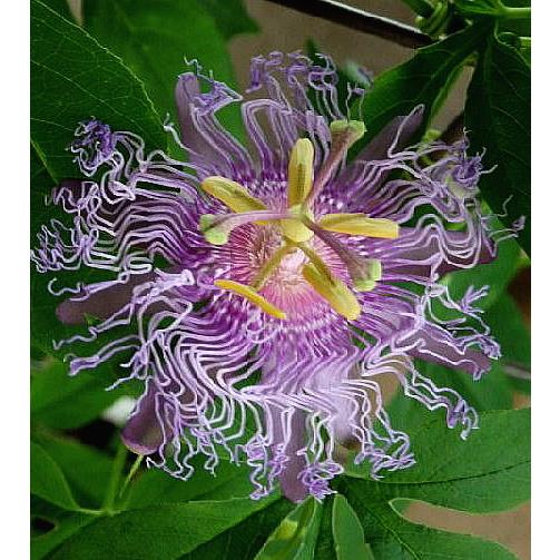 時計草の苗 パッシフローラ インセンス 3号 Passiflora Incense 緑の風yamashoku ヤフー店 通販 Yahoo ショッピング