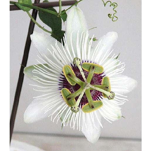 時計草の苗 パッシフローラ パンダ 3号 Passiflora Panda 緑の風yamashoku ヤフー店 通販 Yahoo ショッピング