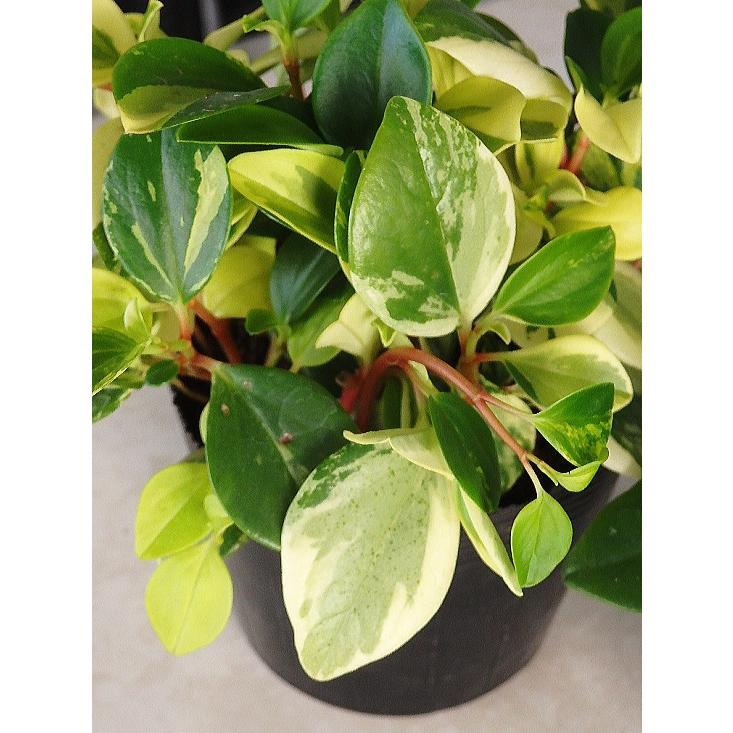 ペペロミア グラベラ 斑入り ２ ５ ３号 Peperomia Glabella Size3 緑の風yamashoku ヤフー店 通販 Yahoo ショッピング