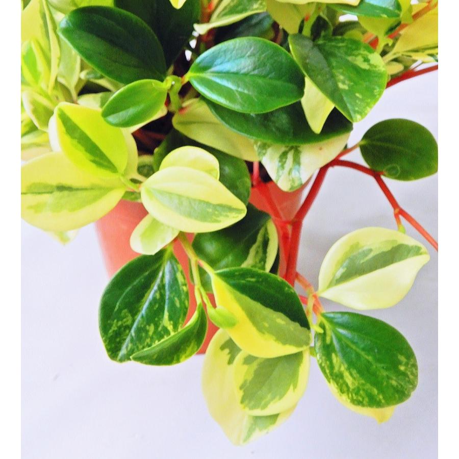 ペペロミア グラベラ 斑入り ２ ５ ３号 Peperomia Glabella Size3 緑の風yamashoku ヤフー店 通販 Yahoo ショッピング