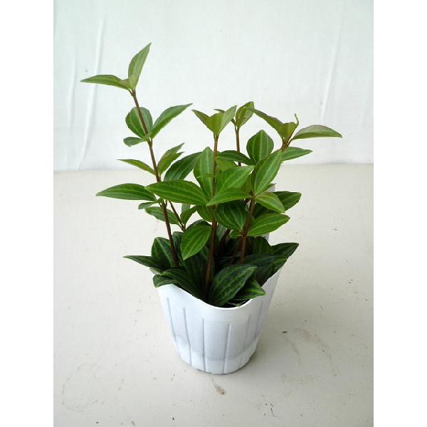 ペペロミア ラグラス ３号 Peperomia Ragurasu 緑の風yamashoku ヤフー店 通販 Yahoo ショッピング