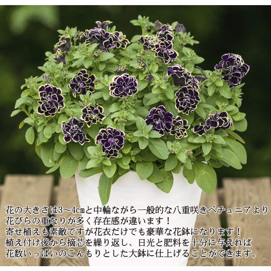 23予約商品ｂ 八重咲きペチュニア 花衣シリーズ 藍染 あいぞめ 3 5号 ｍ ｂフローラ お届けは3月下旬です Petunia Aizome 緑の風yamashoku ヤフー店 通販 Yahoo ショッピング