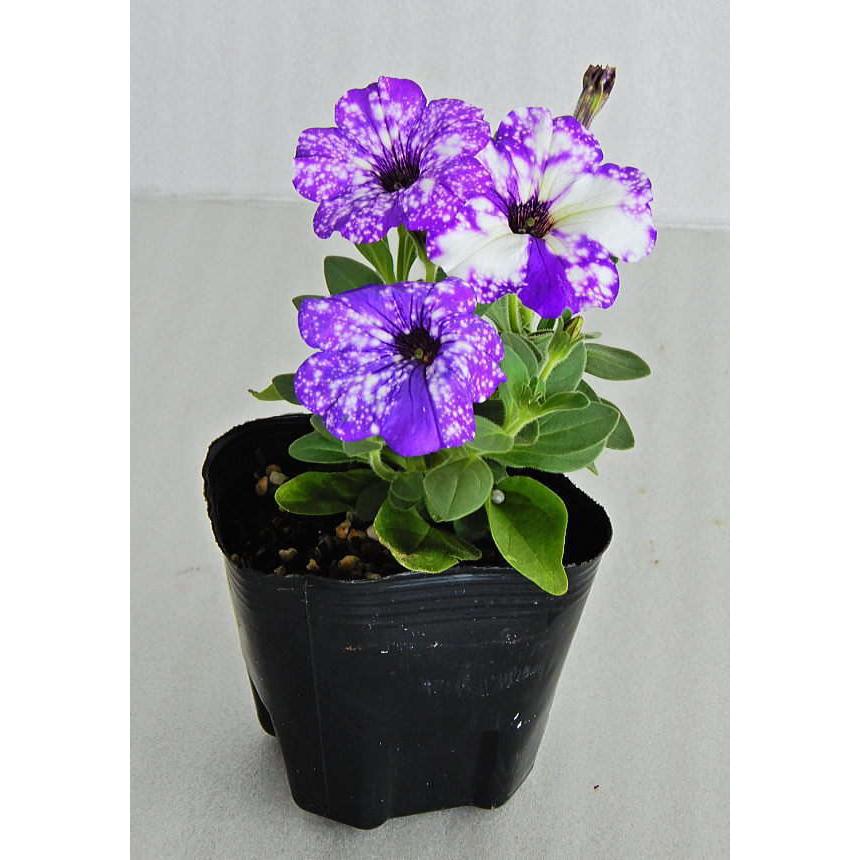 変わり咲きペチュニア ナイトスカイ 3号 ハルディン Jardin Petunia Nightsky 緑の風yamashoku ヤフー店 通販 Yahoo ショッピング