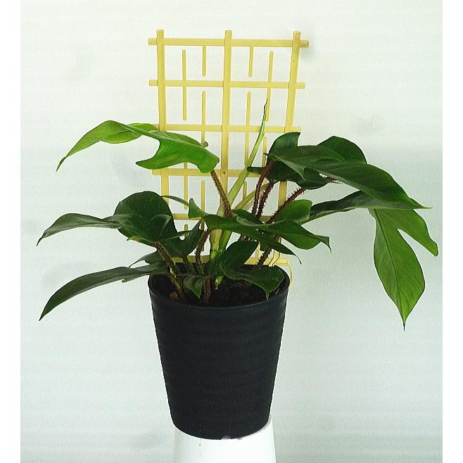 フィロデンドロン スクアミフェルム ５号 Philodendron Squamiferum 緑の風yamashoku ヤフー店 通販 Yahoo ショッピング