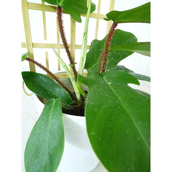 フィロデンドロン スクアミフェルム ５号 Philodendron Squamiferum 緑の風yamashoku ヤフー店 通販 Yahoo ショッピング