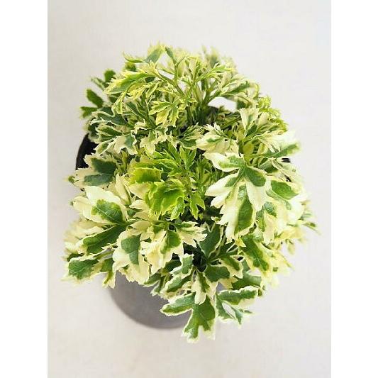 ポリシャス 観葉植物 花 ガーデニング の商品一覧 通販 Yahoo ショッピング