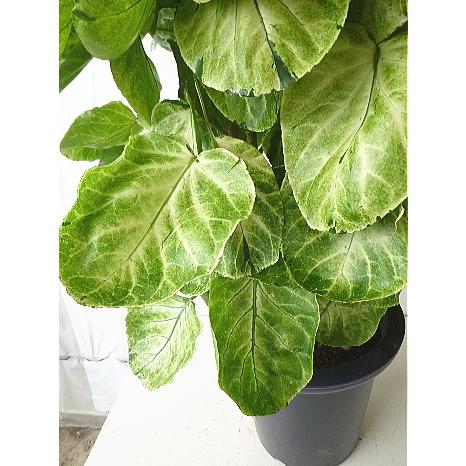 ポリシャス フリスビー 斑入り葉 スーパームーン ９号 同梱不可 代引き決済不可 Polyscias Supermoon 緑の風yamashoku ヤフー店 通販 Yahoo ショッピング