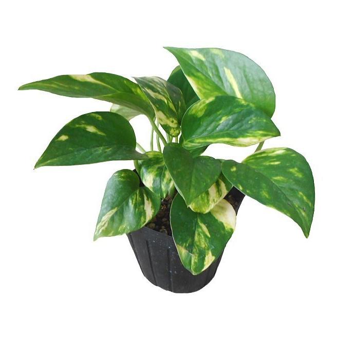 ポトス ゴールデン 3号 観葉植物 人気 Pothos Golden Size3 緑の風yamashoku ヤフー店 通販 Yahoo ショッピング