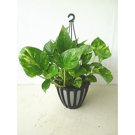 Sale 102 Off ポトス ゴールデン 5号吊り 観葉植物 人気 Wantannas Go Id