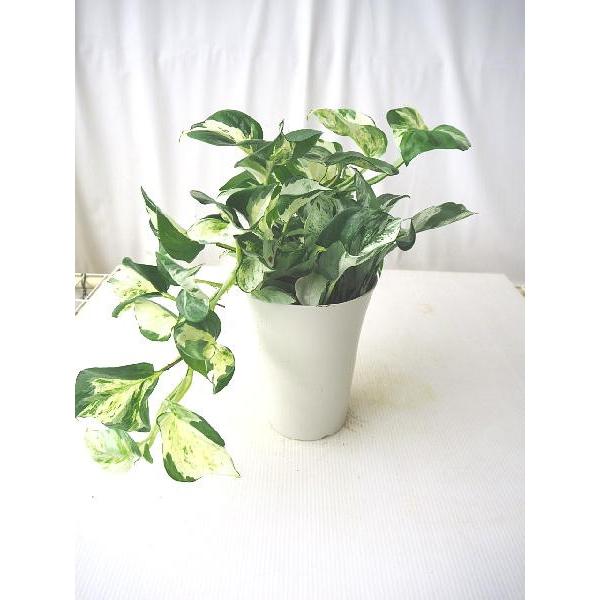 ポトス ステータス ６号 Pothos Status 緑の風yamashoku ヤフー店 通販 Yahoo ショッピング
