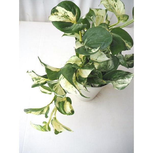 ポトス ステータス ６号 Pothos Status 緑の風yamashoku ヤフー店 通販 Yahoo ショッピング