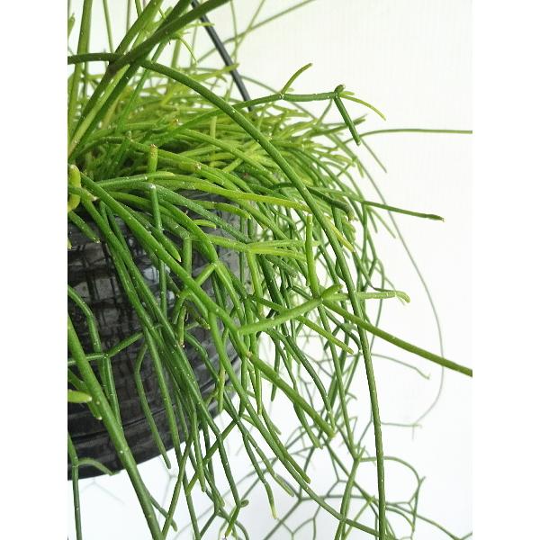 リプサリス カスッサ ６号 Rhipsalis Cassutha 緑の風yamashoku ヤフー店 通販 Yahoo ショッピング