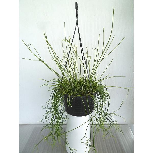 大人気新品 A リプサリス カスッサ 挿し木セット完了苗 サボテン 植物 観葉植物 Getvolt Dk