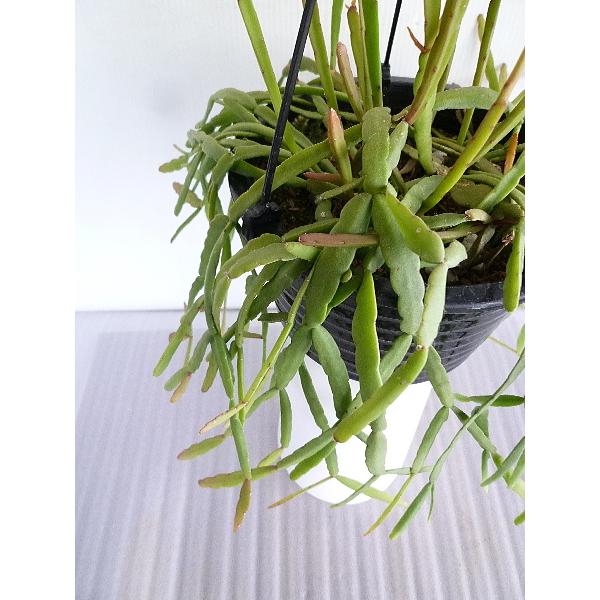 リプサリス エワルディアナ ６号 Ripusarisup Ewarudexiana 緑の風yamashoku ヤフー店 通販 Yahoo ショッピング