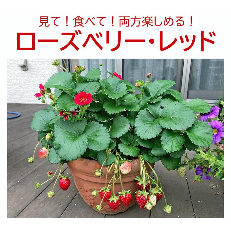 本気野菜 イチゴ ローズベリー レッド 3号 サントリーフラワーズ Roseberry Red 緑の風yamashoku ヤフー店 通販 Yahoo ショッピング